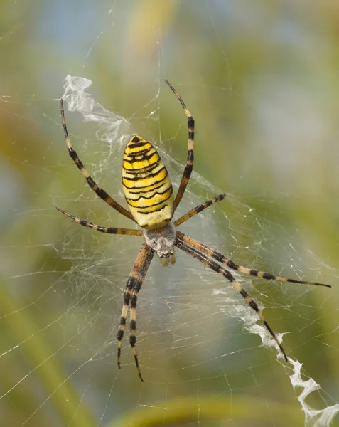 Aranha amarela listrada em uma teia — Fotografia de Stock