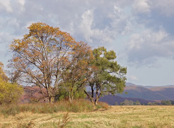Осень на грани очищенного поля — стоковое фото