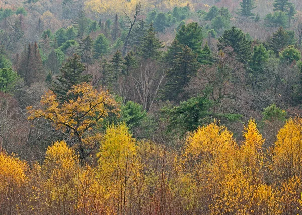 Far East taiga in the autumn — Stock Photo, Image