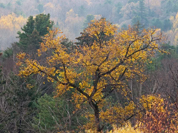 Fernost-Taiga im Herbst — Stockfoto