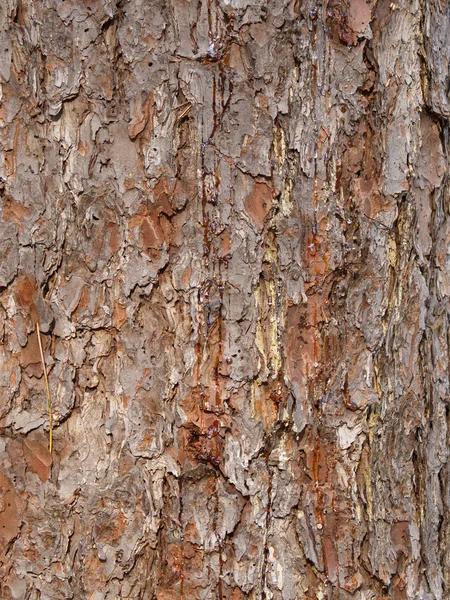 Background from a bark of Far East cedar — Stock Photo, Image