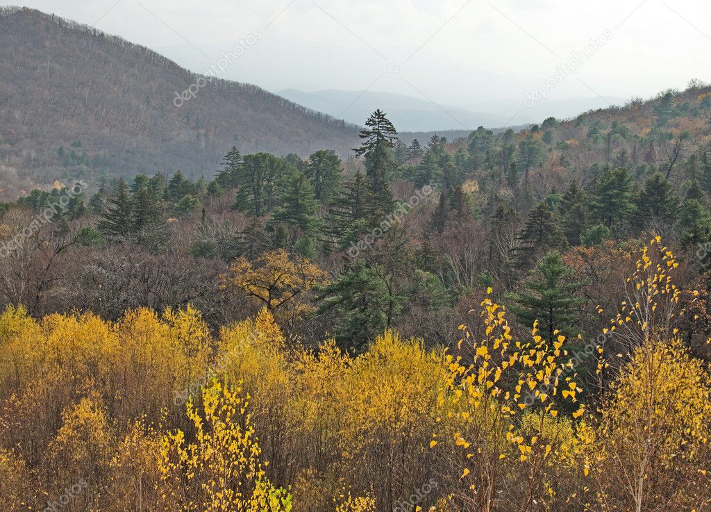 Far East taiga in the autumn