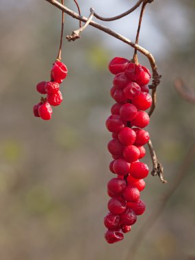Brush of berries of taiga liana Schisandra chinensis clipart