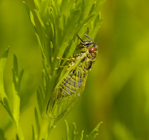 Insekt en cikada — Stockfoto