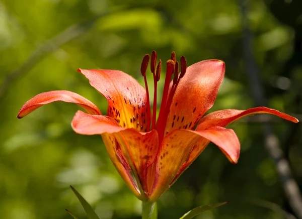 Rote Blume einer Taglilie — Stockfoto
