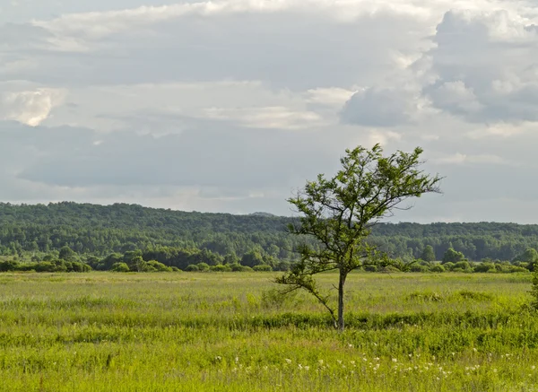 Árvore solitária no meio de um prado — Fotografia de Stock
