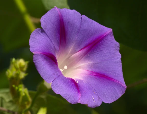 stock image Violet flower