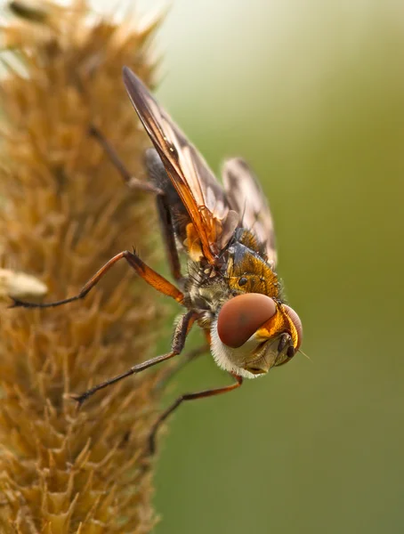 Large fly — Stock Photo, Image