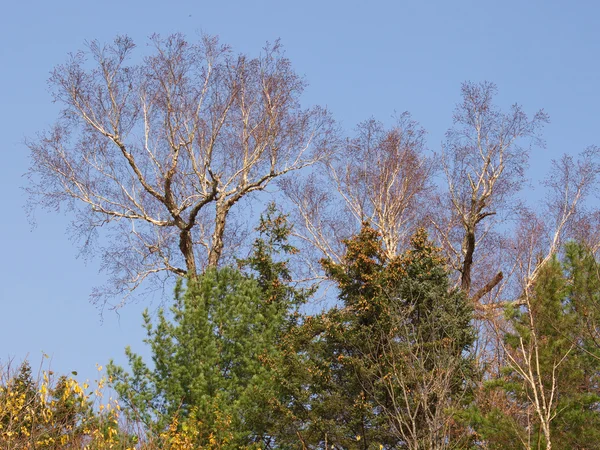 Toppen van de bomen in een herfst taiga — Stockfoto