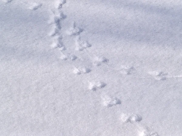 stock image Mouse trace on snow