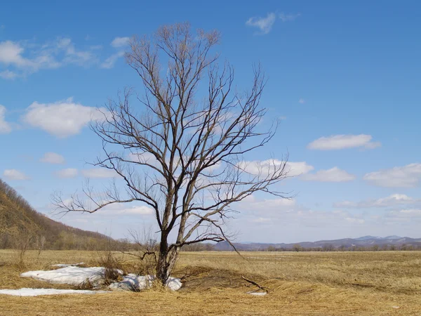Eenzame boom midden in een veld — Stockfoto