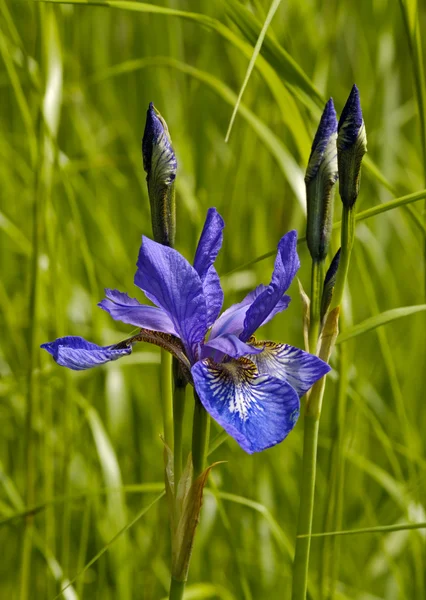 Flor de iris en gran parte — Foto de Stock