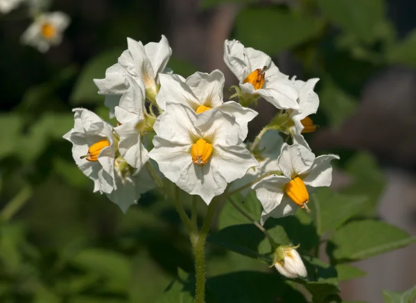 Bílé květy, brambor — Stock fotografie
