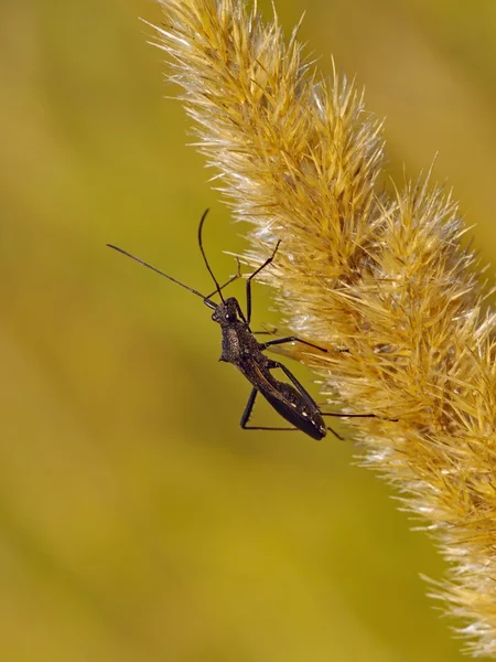 Zwarte bug op een droge oor — Stockfoto