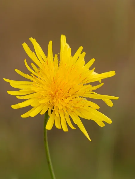 Flor amarilla de un diente de león —  Fotos de Stock