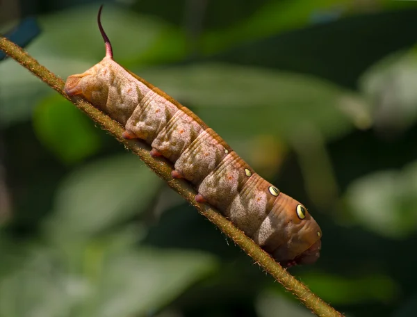 Large brown caterpillar — Stock Photo, Image