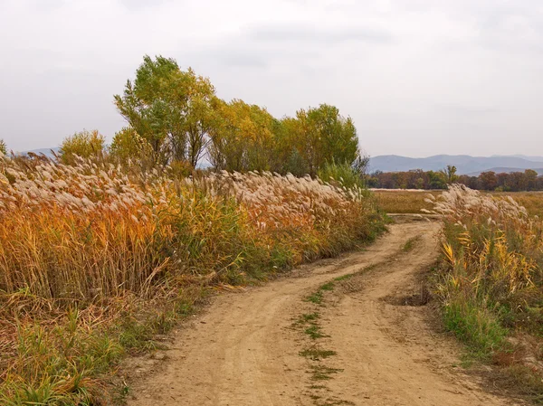 Hösten på randen av fältet — Stockfoto