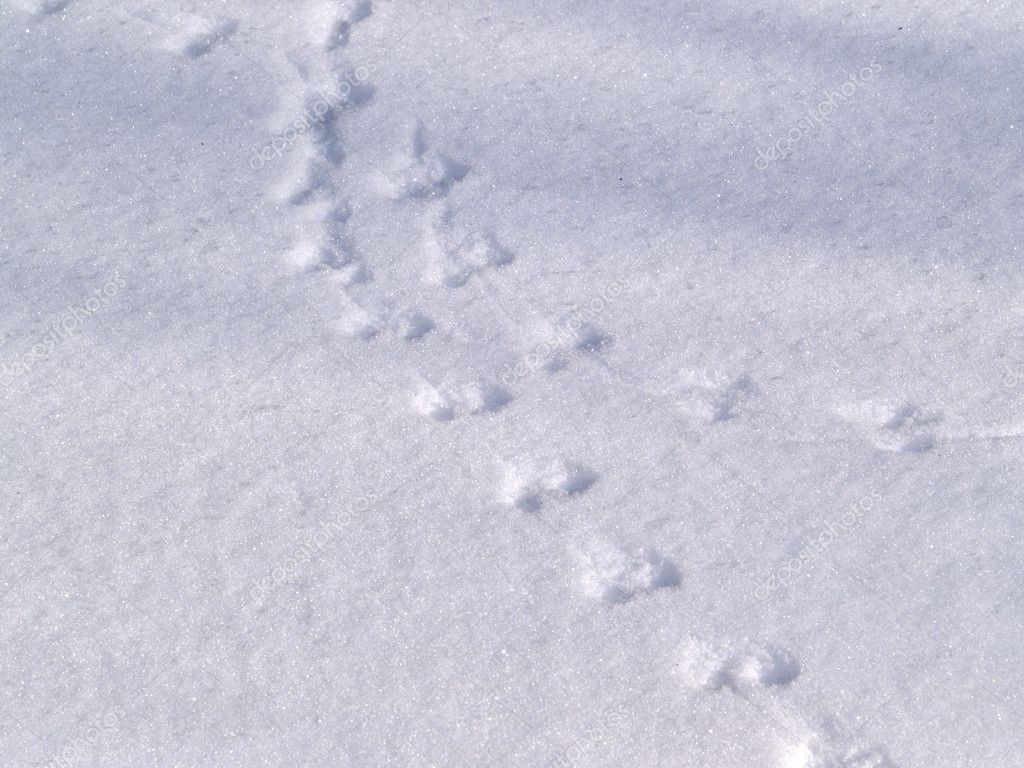 Mouse trace on snow — Stock Photo © OlegRubik #7754670