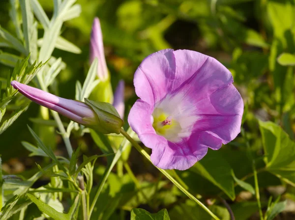 stock image Lilac flower a hand bell