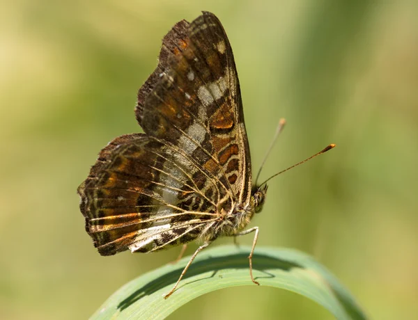 Kupu-kupu coklat beraneka ragam — Stok Foto
