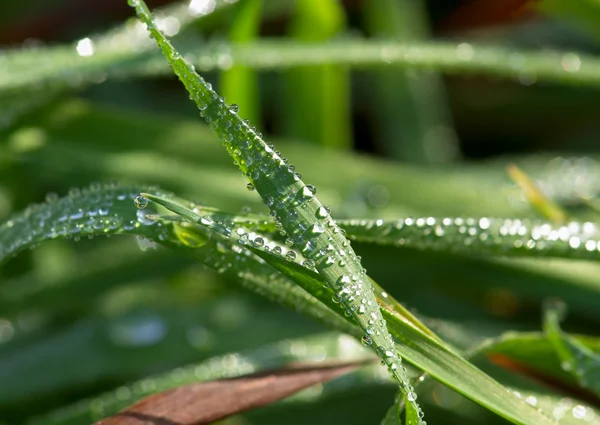 Rain drops on grass leaves — Stock Photo, Image