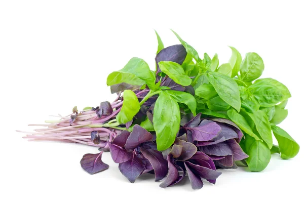 Frische grüne und lila süße Basilikumsträuße — Stockfoto