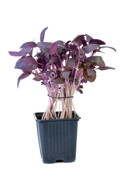 Albahaca púrpura creciendo en la maceta — Foto de Stock