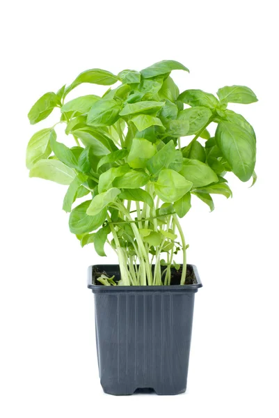 Green basil growing in the flowerpot — Stockfoto
