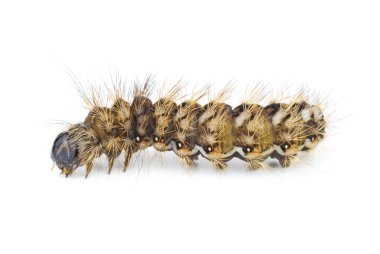 Brown arctia caja larva clipart