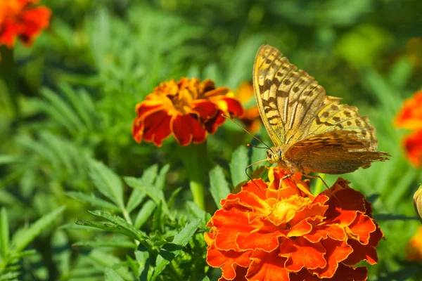 Shabby argynnis paphia butterfly on the marigold flower — Stock Photo, Image