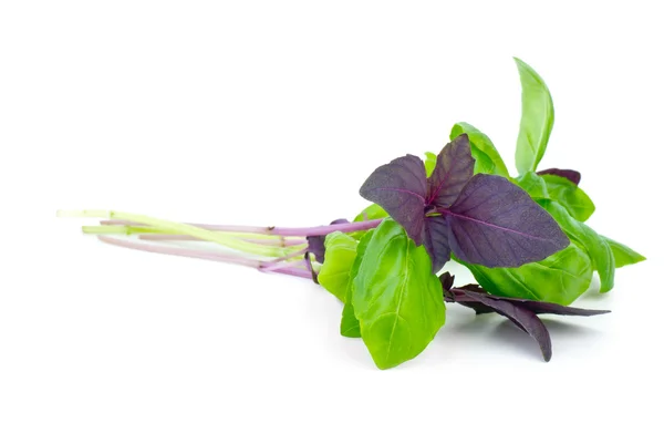 Red and green basil — Stock Photo, Image
