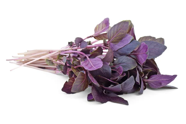 Bunch of red basil — Stock Photo, Image