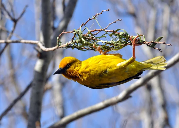 stock image Cape weaver