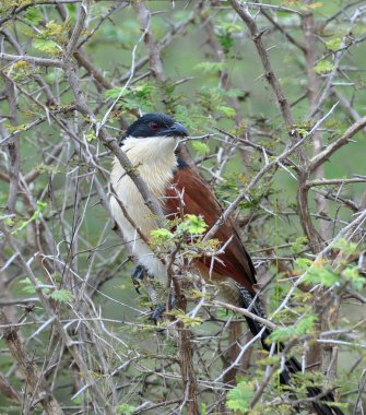 Burchell's Coucal clipart