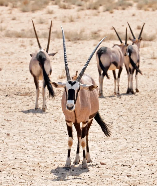 Přímorožec antilopa (Oryx gazella) — Stock fotografie