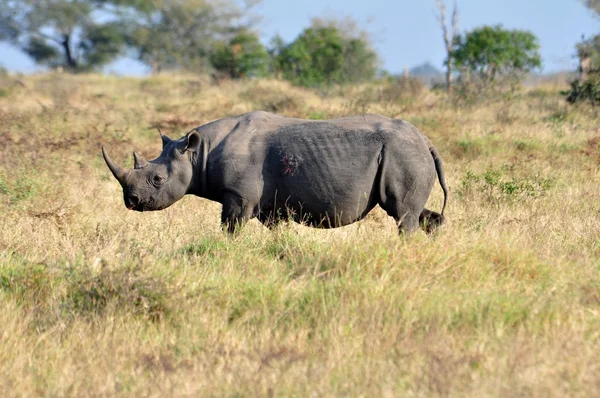 África Big Five: Rinoceronte negro — Fotografia de Stock