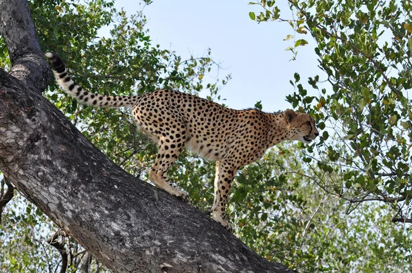 Vida selvagem na África: Cheetah — Fotografia de Stock
