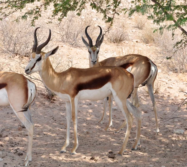 Springbok antilope (Antidorcas marsupialis) — Stockfoto