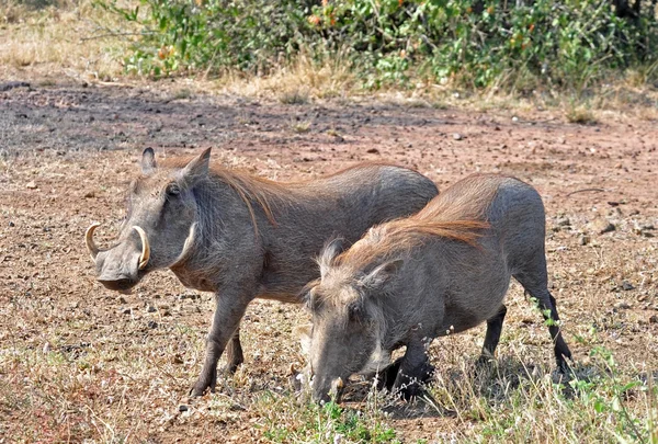 Africké přírody: Warthog — Stock fotografie