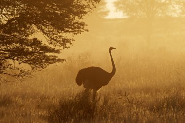 Ostrich in dust clipart