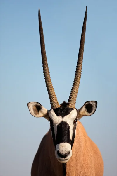 Přímorožec antilopa — Stock fotografie