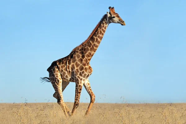 Жираф на африканских равнинах — стоковое фото