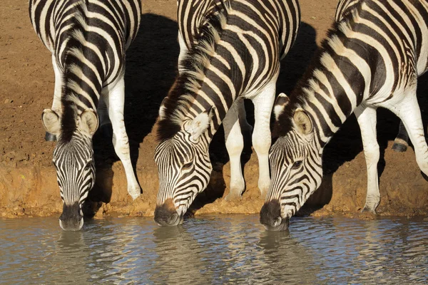 Plains Zebra's drinken — Stockfoto