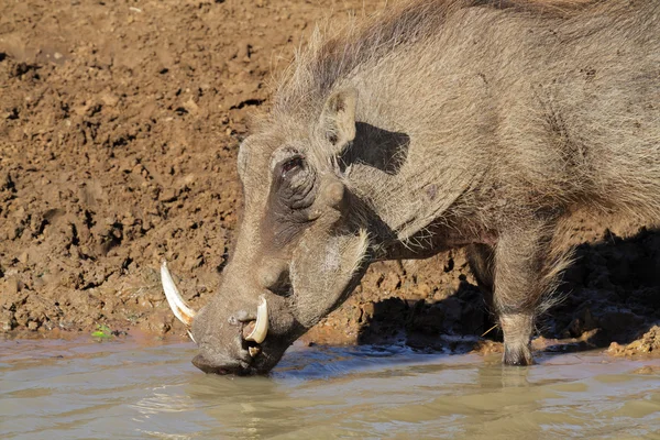 Warzenschweine trinken Wasser — Stockfoto