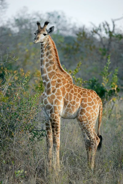 Giovane giraffa — Foto Stock