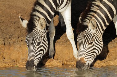 Plains zebras drinking clipart