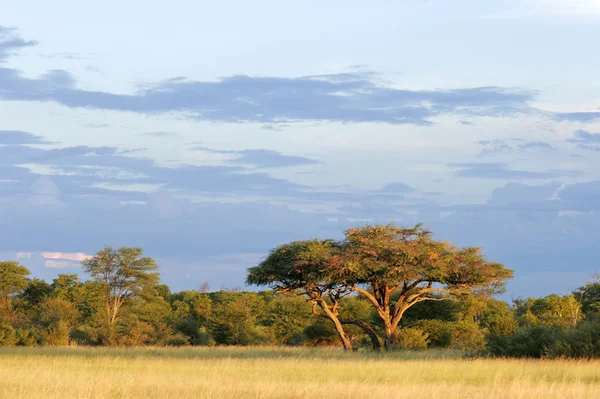 Árbol de acacia africana — Foto de Stock