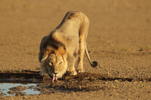 African lion drinking — Stok fotoğraf