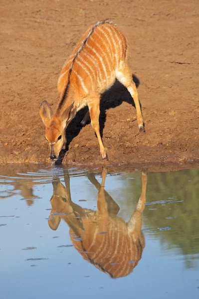 Nyala antilop dricka — Stockfoto
