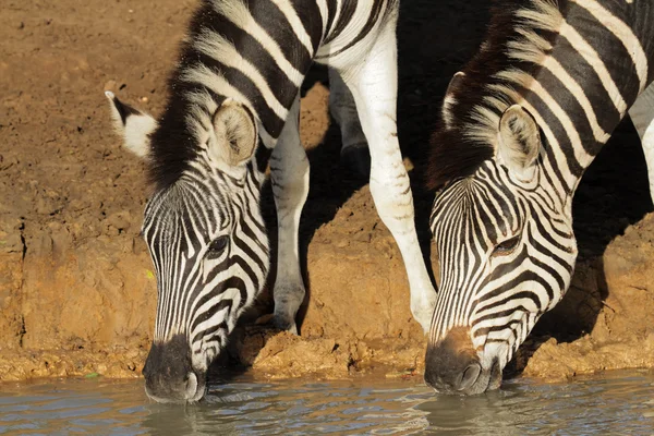 Pláně zebry pití — Stock fotografie